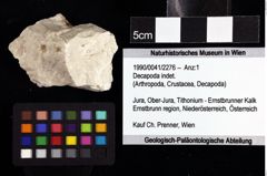 Foto (Objket + Etiketten) von Decapoda indet. 